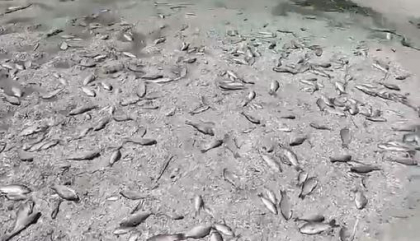 Dezastru ecologic major in Ucraina: O „mare” de pesti morti in sudul tarii - VIDEO