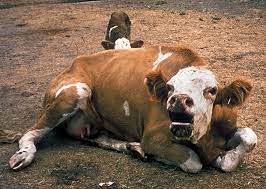 Un barbat a murit, dupa ce a fost atacat de o bovina, in localitatea Capriana Un barbat a murit, dupa ce a fost atacat de o bovina, in localitatea Capriana