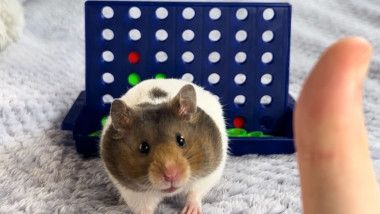 Un hamster simpatic si genial si-a batut stapanul la un joc de strategie - FOTO Un hamster simpatic si genial si-a batut stapanul la un joc de strategie - FOTO
