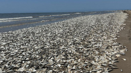 O plaja din Texas s-a umplut de tone de pesti morti
