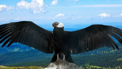 Momente de groaza pentru un pilot, dupa ce o pasare uriasa i-a spart parbrizul avionului si l-a umplut de sange