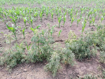 Canepa, descoperita in gospodaria unei femei de 59 de ani, in urma unor perchezitii
Canepa, descoperita in gospodaria unei femei de 59 de ani, in urma unor perchezitii