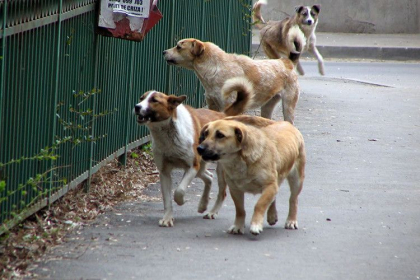 O noua initiativa legislativa care prevede protectia animalelor de companie, dar si cele fara stapan - prezentata astazi. Ce presupune aceasta O noua initiativa legislativa care prevede protectia animalelor de companie, dar si cele fara stapan - prezentata astazi. Ce presupune aceasta