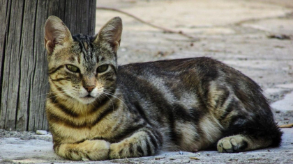 Caz de rabie la o pisica din raionul Ocnita. Cadavrul animalului a fost distrus Caz de rabie la o pisica din raionul Ocnita. Cadavrul animalului a fost distrus