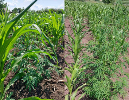 Sute de plante de canepa depistate in gospodaria unei femei - FOTO Sute de plante de canepa depistate in gospodaria unei femei - FOTO