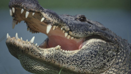 O femeie care si-a scos la plimbare cainele a fost atacata si omorata de un aligator, in Carolina de Sud O femeie care si-a scos la plimbare cainele a fost atacata si omorata de un aligator, in Carolina de Sud