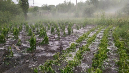 Ploaia din ultimele zile a facut ravagii in mai multe localitati din tara: zeci de hectare de rapita, porumb, vita de vie, floarea soarelui, distruse de grindina