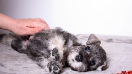 Un spital din Belgia permite animalelor de companie sa-si viziteze stapanii bolnavi pentru a le ridica moralul Un spital din Belgia permite animalelor de companie sa-si viziteze stapanii bolnavi pentru a le ridica moralul
