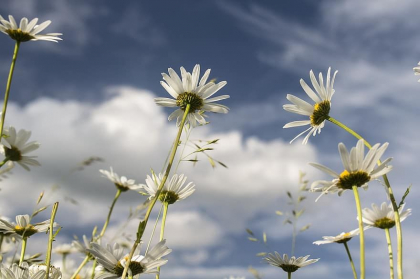 Cer noros si maxime de 31 grade Celsius in sudul tarii. Cum va fi vremea in urmatoarele zile. Prognoza meteo 