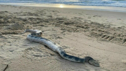 Sarpele periculos peste care a dat un barbat pe plaja. A cerut imediat ajutorul autoritatilor