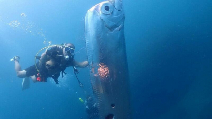 Creatura marina rara care le-a iesit in cale unor scafandri. Aparitia lui ar prevesti evenimente nefericite - VIDEO Creatura marina rara care le-a iesit in cale unor scafandri. Aparitia lui ar prevesti evenimente nefericite - VIDEO