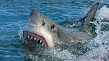 Cocaina aruncata in ocean ii innebuneste pe rechini. „Inota in cercuri in timp ce se concentra asupra unui obiect imaginar”