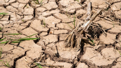 Siguranta alimentara in pericol: temperaturile record parjolesc pamantul si omoara viata din oceane Siguranta alimentara in pericol: temperaturile record parjolesc pamantul si omoara viata din oceane