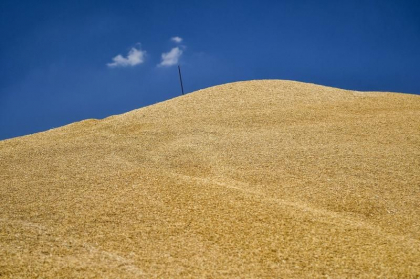 Germania si Franta anunta ca se opun prelungirii interdictiei la import in UE a cerealelor ucrainene Germania si Franta anunta ca se opun prelungirii interdictiei la import in UE a cerealelor ucrainene