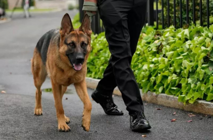 Commander, cainele de la Casa Alba, ar fi muscat mai multe persoane. Din nou la dresaj
