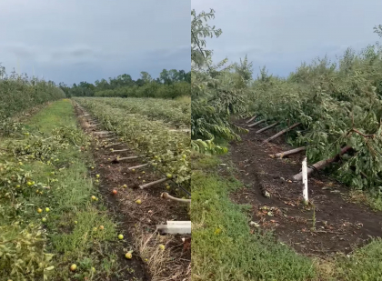 Dezastru. O livada cu mere a fost distrusa peste noapte - VIDEO Dezastru. O livada cu mere a fost distrusa peste noapte - VIDEO