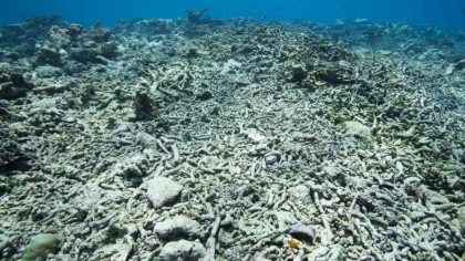 Oceanele fierb. Temperatura apei in zona Florida a trecut de 38 de grade: Se simte ca intr-o cada cu hidromasaj Oceanele fierb. Temperatura apei in zona Florida a trecut de 38 de grade: Se simte ca intr-o cada cu hidromasaj