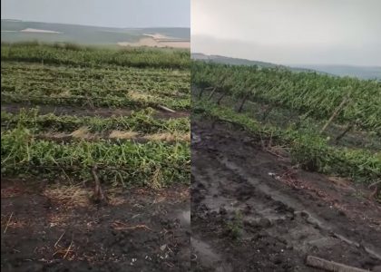 Dezastru in Hancesti, dupa cateva minute de ploaie cu grindina. „Acum e jale" - VIDEO Dezastru in Hancesti, dupa cateva minute de ploaie cu grindina. „Acum e jale" - VIDEO