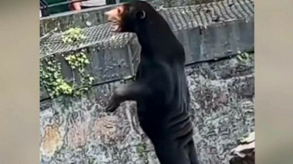 Ursi reali sau oameni deghizati? Acuzatiile care i se aduc unei gradini zoologice dupa o filmare aparuta pe internet - VIDEO Ursi reali sau oameni deghizati? Acuzatiile care i se aduc unei gradini zoologice dupa o filmare aparuta pe internet - VIDEO