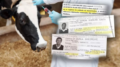 Vacile din Romania - tratate de medici falsi cu diplome din Republica Moldova. Doi veterinari au contracte de sute de mii de lei cu statul roman, dar Facultatea din Chisinau nu-i gaseste in bazele de date - Investigatie