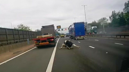 O vaca a cazut dintr-un camion pe o autostrada aglomerata din Anglia. Momentul a fost filmat de o camera de bord
