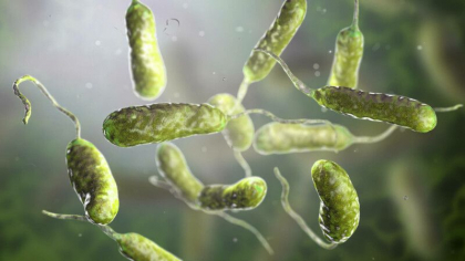 Bacteria ucigasa descoperita in mare. O persoana a murit si alte doua sunt grav bolnave Bacteria ucigasa descoperita in mare. O persoana a murit si alte doua sunt grav bolnave