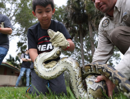 „Unii pot devora chiar si un aligator”. Concurs bizar in Florida. Mii de oameni din toata lumea s-au adunat pentru a ucide pitoni - FOTO