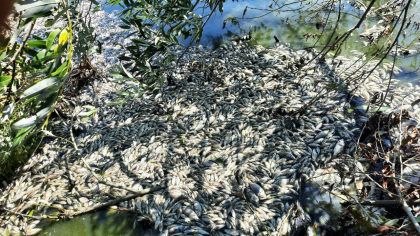 Dezastru la Edinet. Tone de peste au murit. Localnicii vorbesc despre o posibila poluare: „Cum poti sa-ti batjocoresti in asa fel natura” Dezastru la Edinet. Tone de peste au murit. Localnicii vorbesc despre o posibila poluare: „Cum poti sa-ti batjocoresti in asa fel natura”