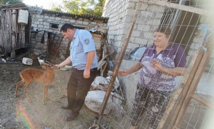 Un barbat din Orhei, tras la raspundere. Tinea un caprior in gospodaria sa - FOTO