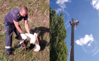 Interventie neobisnuita pentru angajatii ASP din stanga Nistrului. Au salvat o barza blocata pe stalp  - FOTO