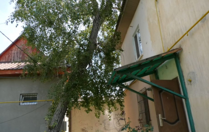 Scandal din cauza unui copac la Causeni - VIDEO Scandal din cauza unui copac la Causeni - VIDEO