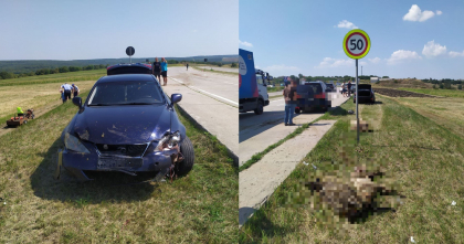 Accident la Cimislia. Un tanar a intrat cu masina intr-o turma de oi, 29 de animale au murit. Politia anunta ca soferul mergea cu viteza excesiva - FOTO Accident la Cimislia. Un tanar a intrat cu masina intr-o turma de oi, 29 de animale au murit. Politia anunta ca soferul mergea cu viteza excesiva - FOTO