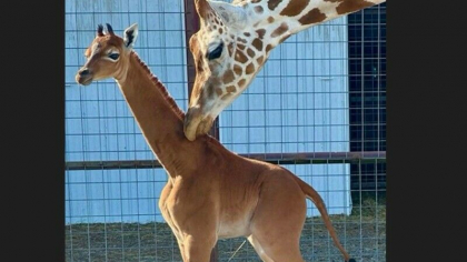 O girafa fara pete s-a nascut intr-o gradina zoologica din SUA. Ar putea fi unica in lume - FOTO O girafa fara pete s-a nascut intr-o gradina zoologica din SUA. Ar putea fi unica in lume - FOTO