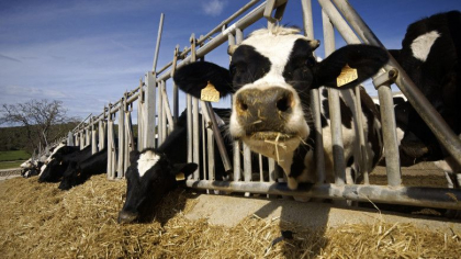 O bacterie ar putea sa incetineasca incalzirea globala. Noua descoperire poate reduce emisiile de metan O bacterie ar putea sa incetineasca incalzirea globala. Noua descoperire poate reduce emisiile de metan