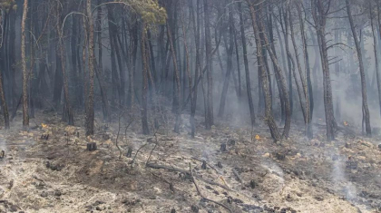 18 cadavre, gasite intr-o padure din nordul Greciei, afectata de incendii. „Au murit carbonizate”