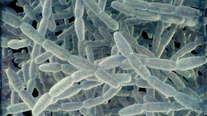 O bacterie periculoasa face ravagii intr-un oras din sudul Poloniei. Cinci persoane au murit