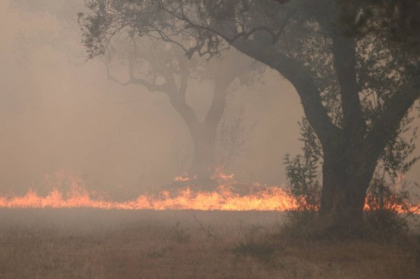 „Megaincendiul” din nord-estul Greciei, care a ucis 20 de oameni, arde necontrolat de 10 zile: „Nu a fost posibil sa salvam nimic” - FOTO „Megaincendiul” din nord-estul Greciei, care a ucis 20 de oameni, arde necontrolat de 10 zile: „Nu a fost posibil sa salvam nimic” - FOTO