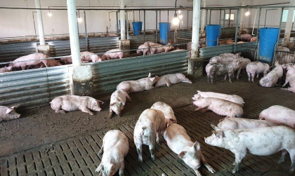 Proiect ce va imbunatati valoarea genetica a animalelor din ferme - aprobat de Guvern. Vladimir Bolea: „Sa garantam securitatea alimentara pentru cetatenii tarii” Proiect ce va imbunatati valoarea genetica a animalelor din ferme - aprobat de Guvern. Vladimir Bolea: „Sa garantam securitatea alimentara pentru cetatenii tarii”