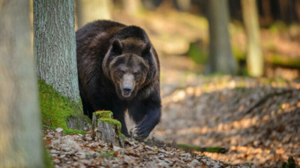 Uciderea unei ursoaice cu pui a declansat un val de indignare in Italia. „Este greu de crezut”