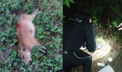 Doi mistreti - gasiti impuscati de doua persoane, la Falesti. Inspectoratul pentru Protectia Mediului: „Infractiune barbara impotriva naturii” - FOTO