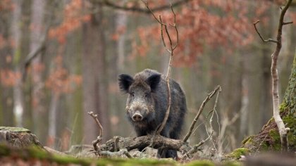 Mistretii radioactivi din Germania. A fost rezolvat misterul care a uluit oamenii de stiinta