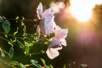 Cer noros si maxime de 29 grade Celsius in sudul tarii. Ce temperaturi se vor inregistra astazi, dar si in urmatoarele zile. Prognoza meteo