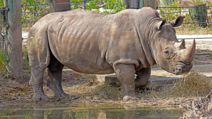 O femeie de 33 de ani a fost ucisa de un rinocer de la o gradina zoologica din Austria