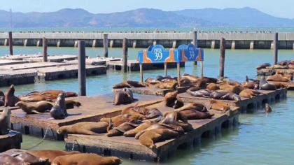 Mii de oameni se bucura de leii de mare pe coasta Pacificului. Cum au ajuns animalele in acea zona Mii de oameni se bucura de leii de mare pe coasta Pacificului. Cum au ajuns animalele in acea zona