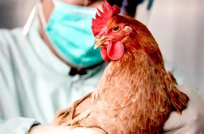 ANSA atentioneaza: Risc de contaminare cu gripa aviara. Care este cauza si ce recomanda institutia