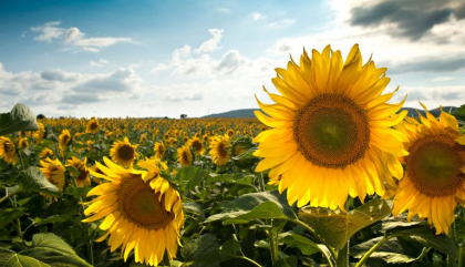 Fermierii cer din nou interzicerea importului de floarea soarelui din Ucraina in Moldova: „Sa nu creada cei de la guvernare ca daca agricultorii sunt implicati masiv in lucrari de recoltare, ei nu urmaresc ce se intampla”