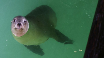 Momentul in care un leu de mare a iesit din gradina zoologica din cauza inundatiilor din New York - VIDEO Momentul in care un leu de mare a iesit din gradina zoologica din cauza inundatiilor din New York - VIDEO