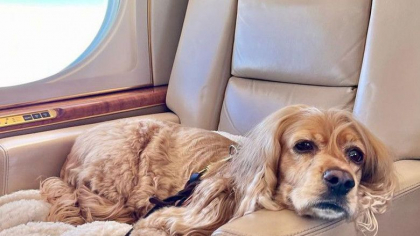 Un serviciu de zbor exclusivist pentru bogatii care vor sa calatoreasca in avion cu cainii lor a fost lansat pe ruta Dubai-Londra - GALERIE FOTO Un serviciu de zbor exclusivist pentru bogatii care vor sa calatoreasca in avion cu cainii lor a fost lansat pe ruta Dubai-Londra - GALERIE FOTO