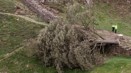 Barbat de 60 de ani arestat pentru taierea artarului de 200 de ani de langa Zidul lui Hadrian. Baiatul retinut initial a fost eliberat - GALERIE FOTO