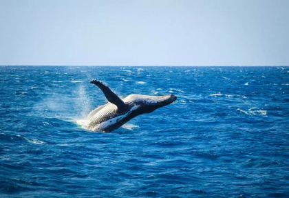 „Un accident absolut ciudat". Un barbat a murit dupa ce o balena s-a ciocnit cu o barca, in Australia